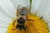 Andrena flavipes